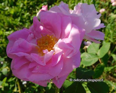 Rosa Celestial ibrido di Alba confetture cinorrodi e petali per tisane lavanda sali aromatici ghirlande centrotavola natalizi e floreali alla fattoria didattica dell ortica a Savigno Valsamoggia Bologna in Appennino vicino Zocca