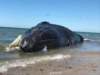 Encuentran a una ballena gris muerta en la playa Las Bocas