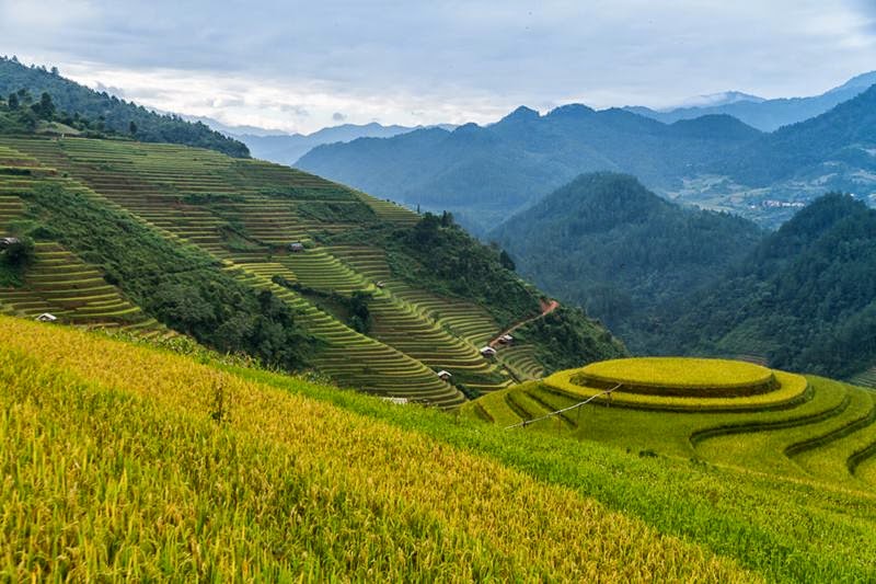 Mu Cang Chai is a western district of the Yen Bai province in Northern Vietnam. Mu Cang Chai is famous for its terraced fields. The terraced fields here are mostly located in three towns: La Pan Tan, Che Cu Nha and Ze Xu Phinh.