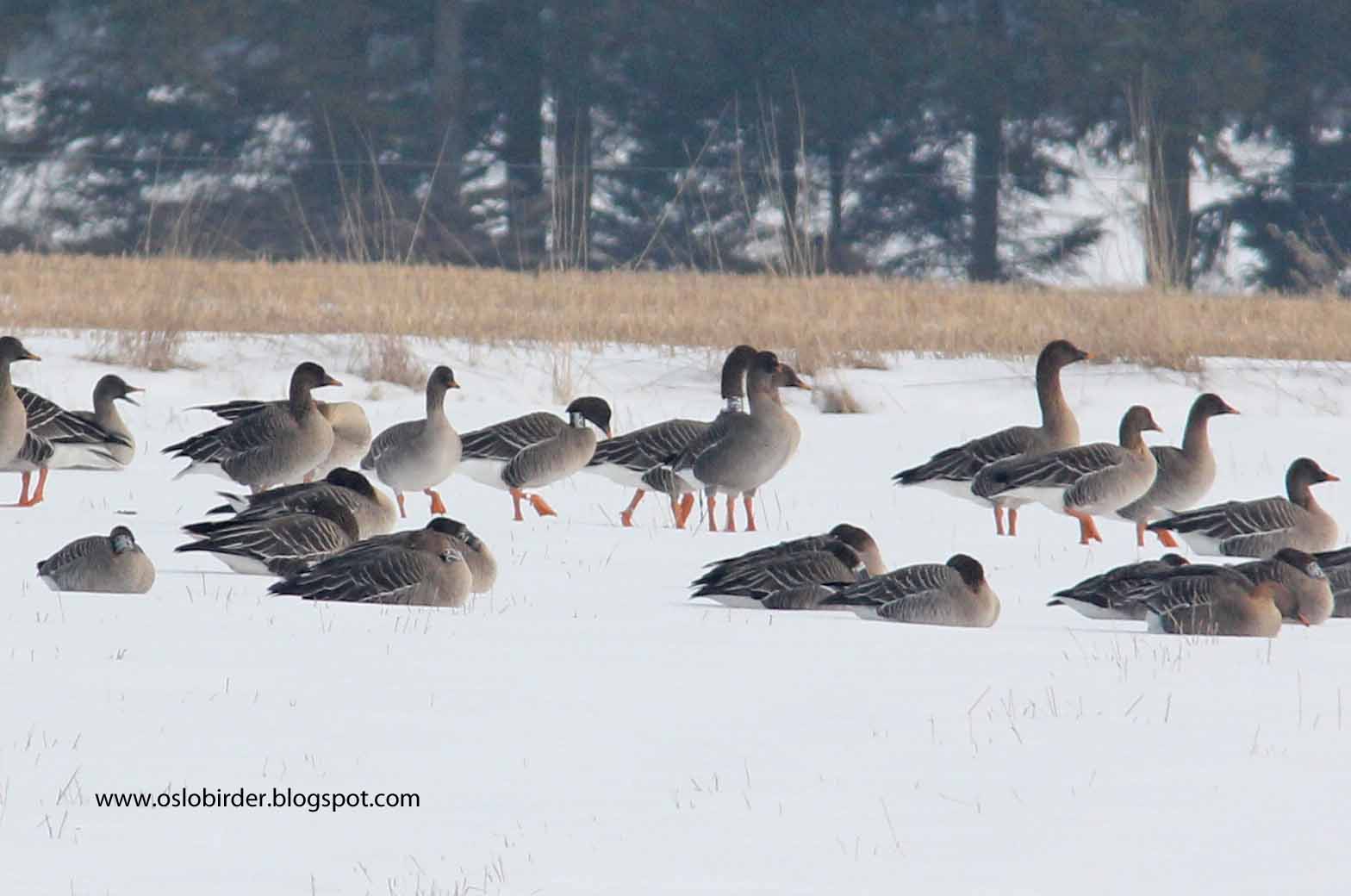 Angus' Bean Goose Blog New shots of Bean Geese in Norway courtesy of