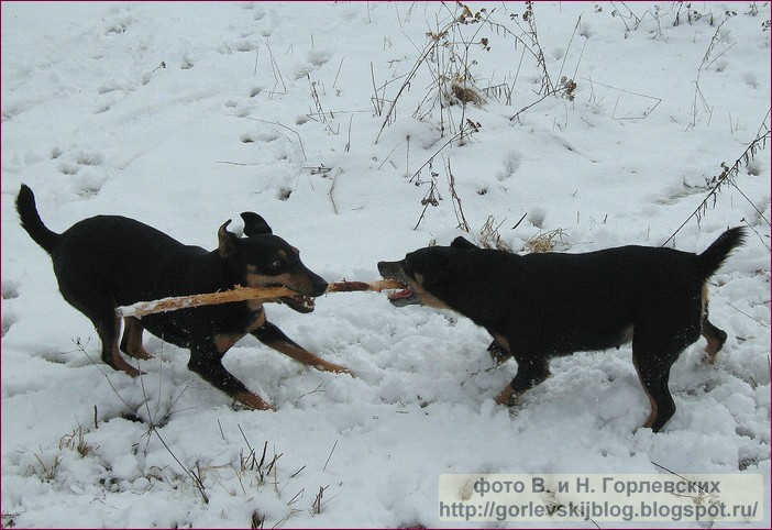 Ягдтерьер для барсуков. Норные охотничьи собаки ягдтерьер. Охотничьи собаки для норной охоты. Охота с ягдтерьером на барсука 2020. Ягдтерьер для барсуков.