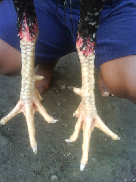 Ayam Bangkok Top: Contoh Koleksi Lancuran Win (Si Jali)