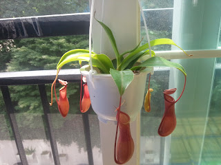 Nepenthes ventrata : carnivorous pitcher plant