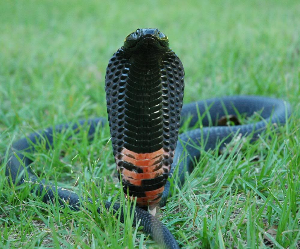 As Serpentes tóxicas perigosas no Texas Animal Selvagem