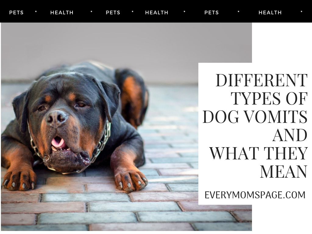 Different Types Of Dog Vomits And What They Mean