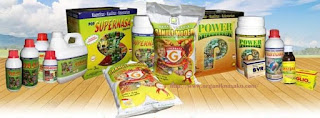 agen-nasa-moa-lakor-maluku-barat-daya-085232128980 agen-nasa-moa-lakor-maluku-barat-daya-085232128980