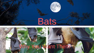 bats collage