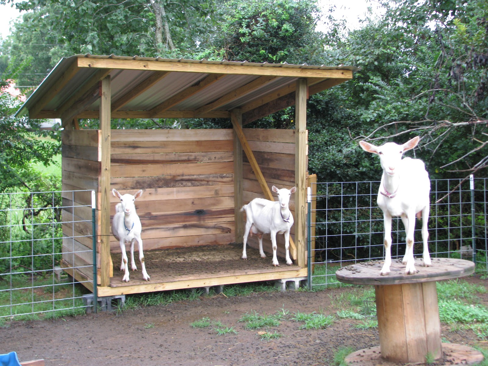 The Thankful Goats of Pretty Farm A WWOOFER Summer