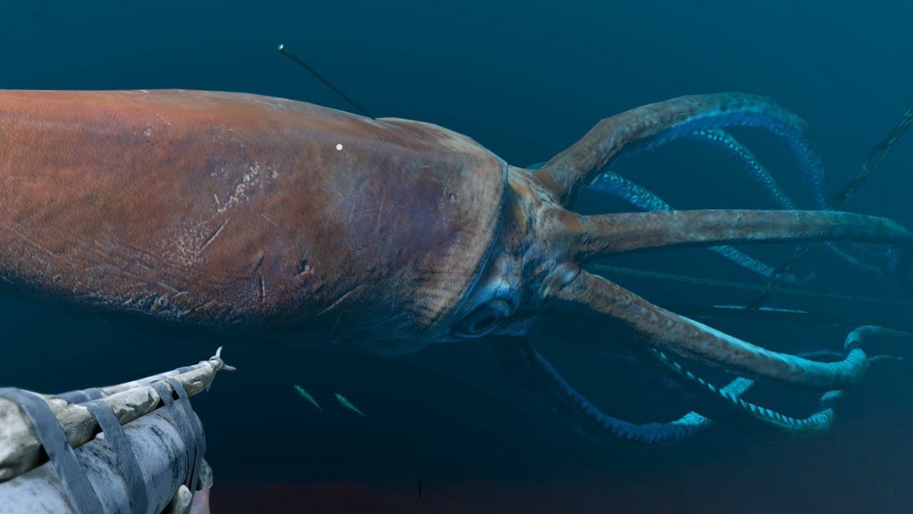 humboldt squids humboldt squids
