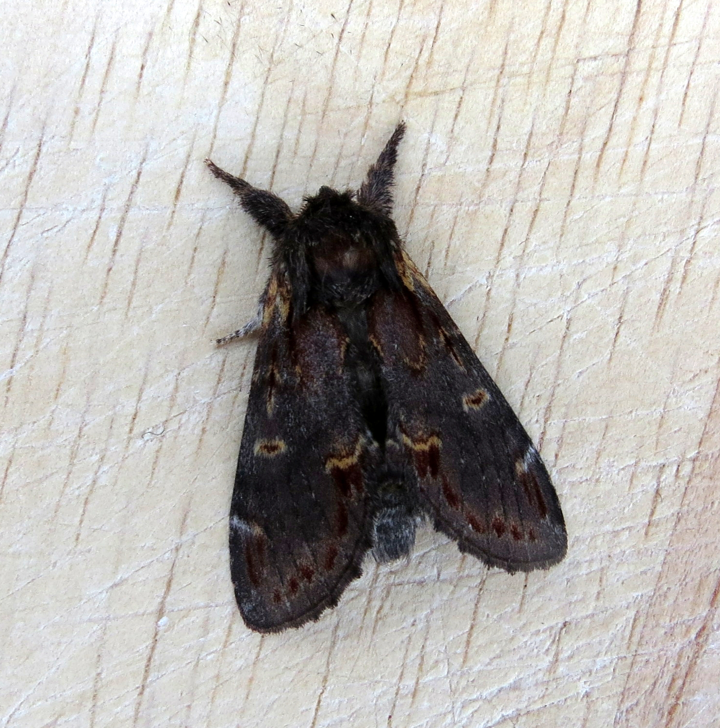 Gwdihw 2011 Winter Moths