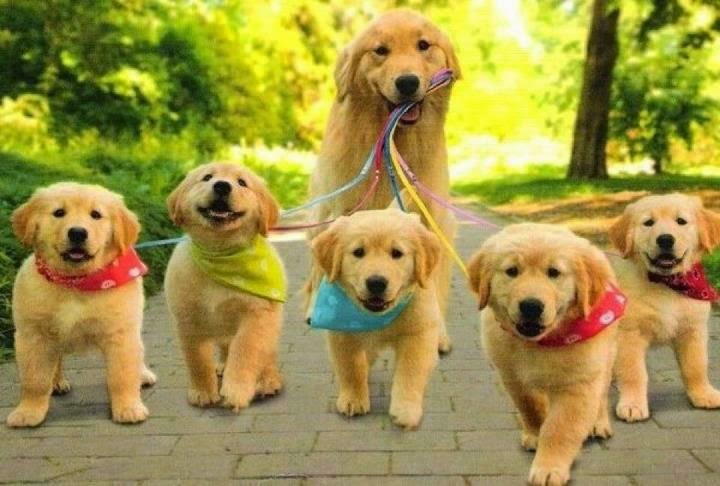 Puppies Dogs Cats Birds And Others Pets Photos Most Beautiful Puppies Dogs Cats Birds And Others Pets