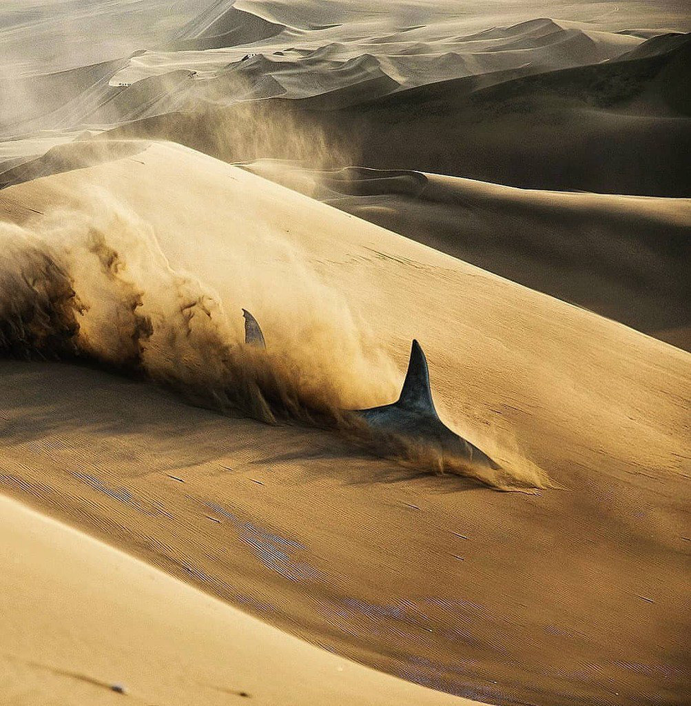 Sand Shark on the Hunt.