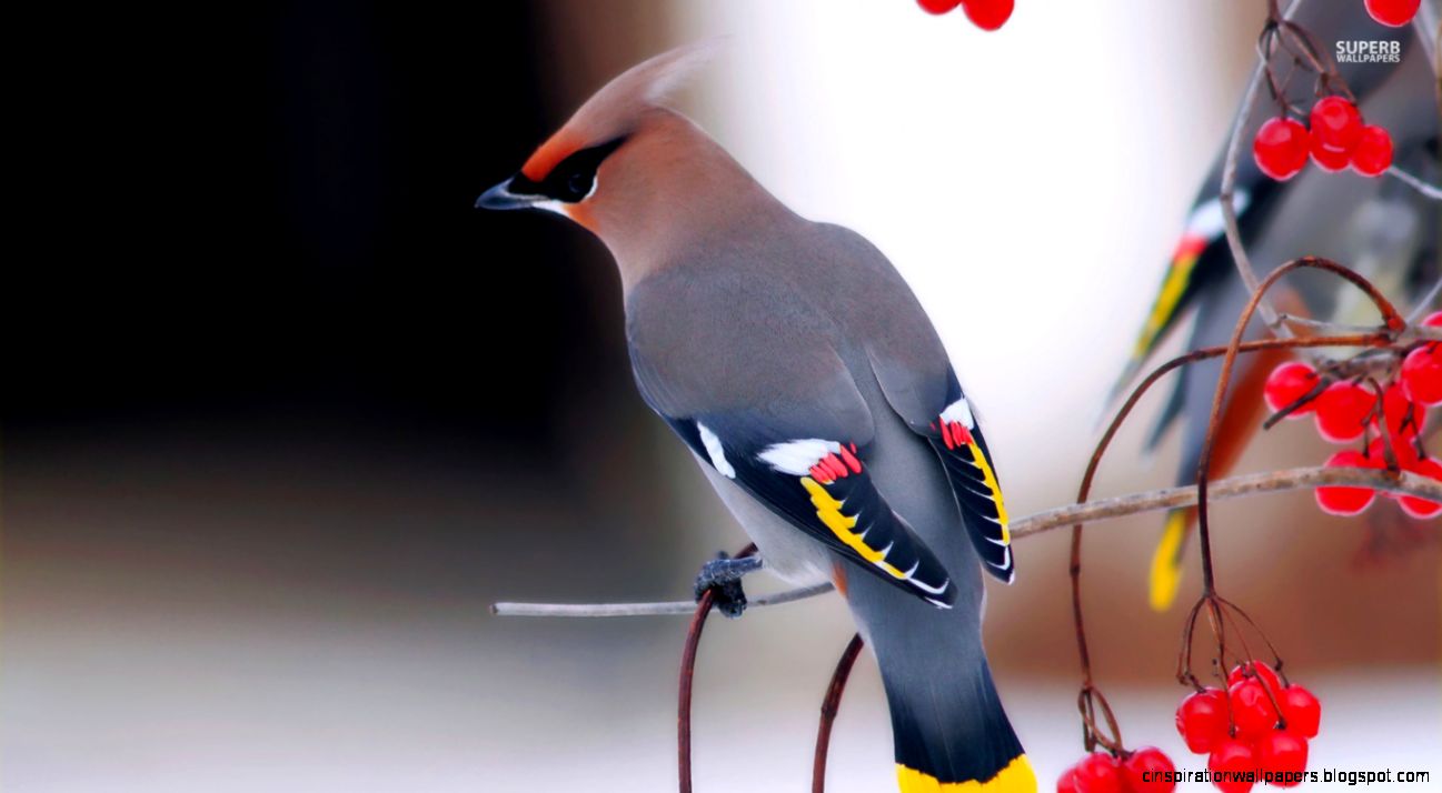Bohemian Waxwing Bird