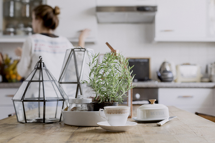Five Indoor plants to clean help clean pollution from your home and office