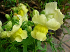 Antirrhinum majus