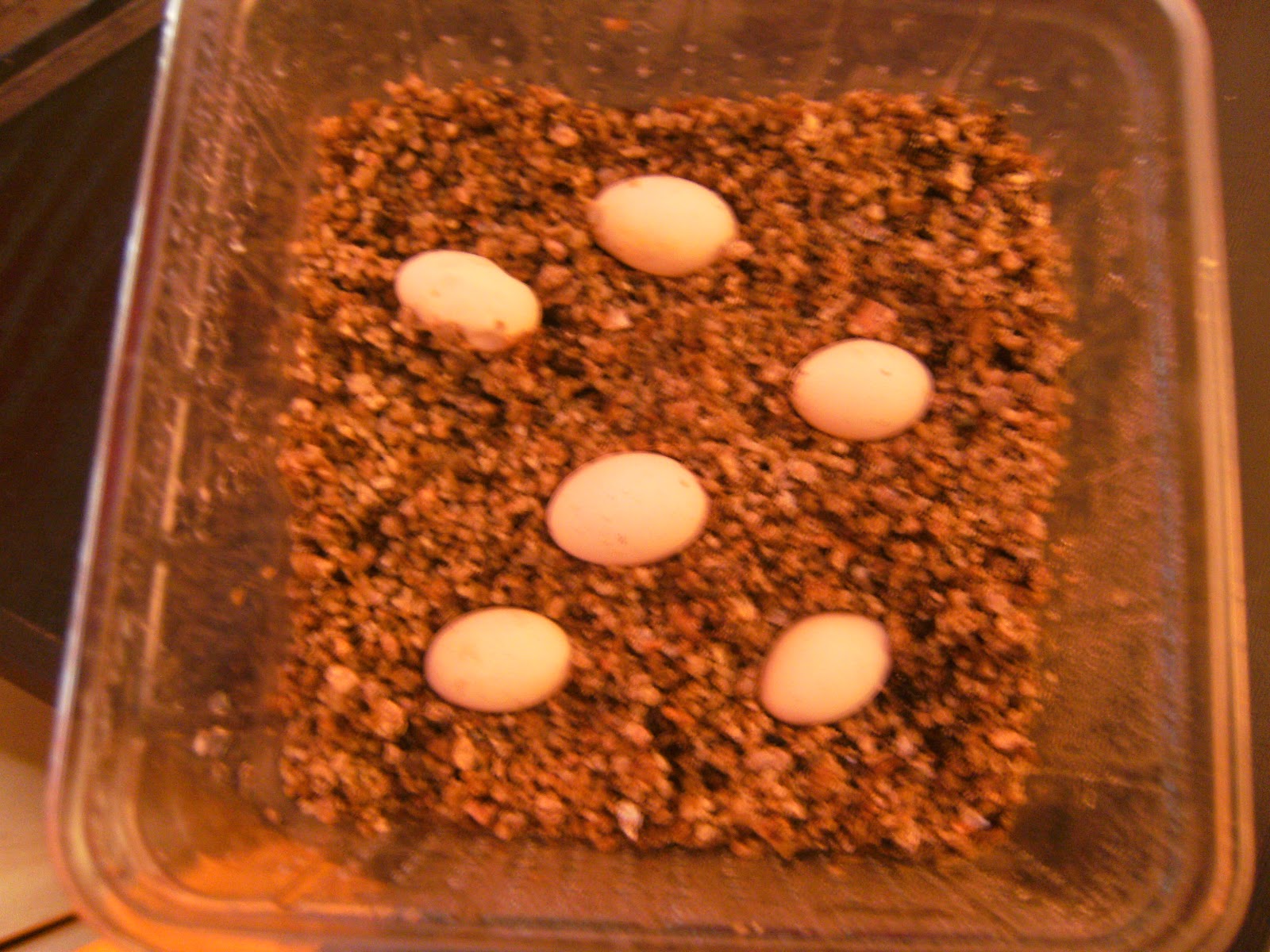 Meine Bartagamen: Bartagamen Eier