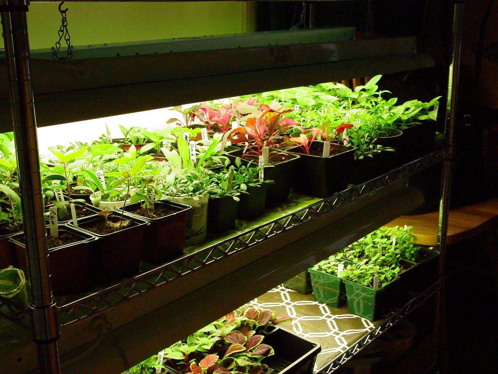 Shari's home garden: May 2011