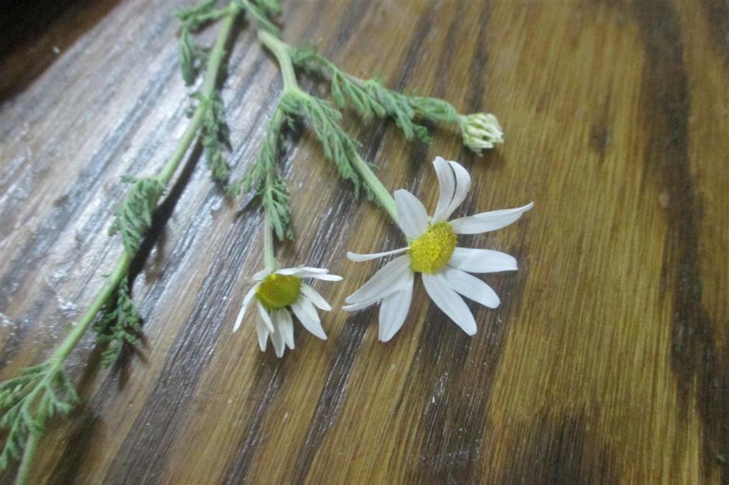 Foraging Wild Chamomile Penniless Parenting