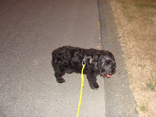 leash walking multiple dogs