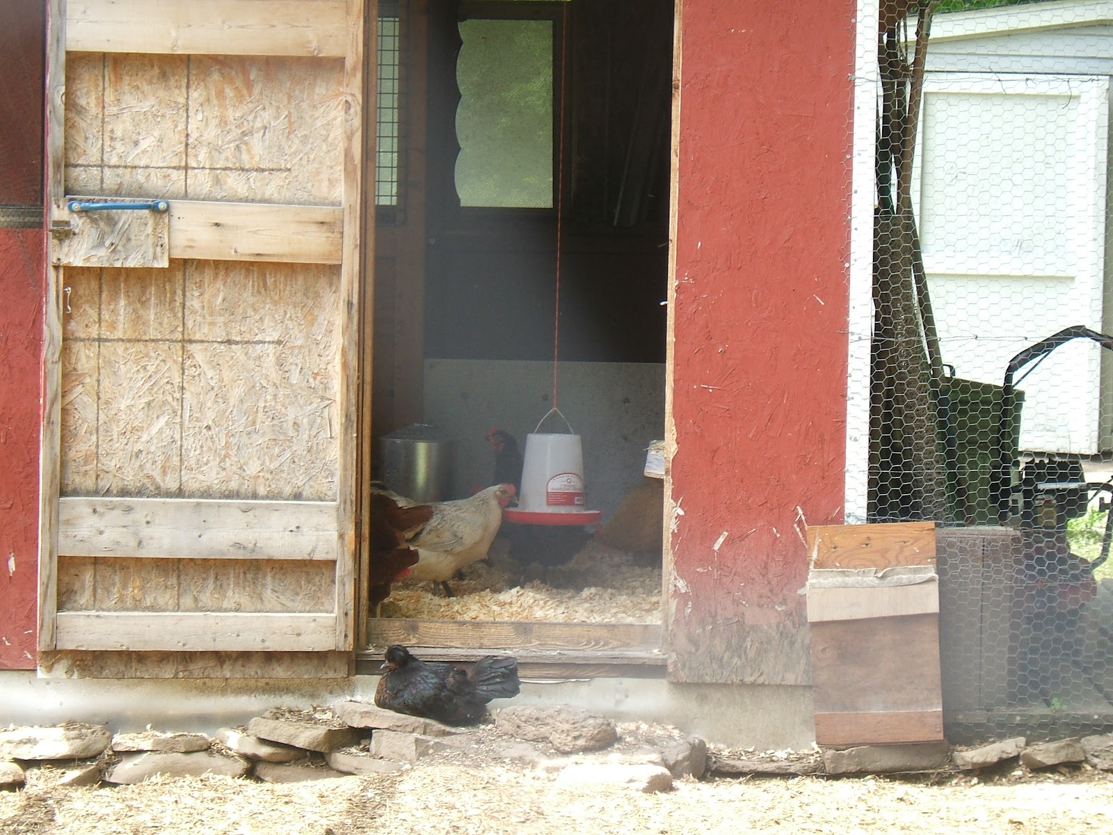 Chicken Coop Build Shut Chicken Coop Door At Night