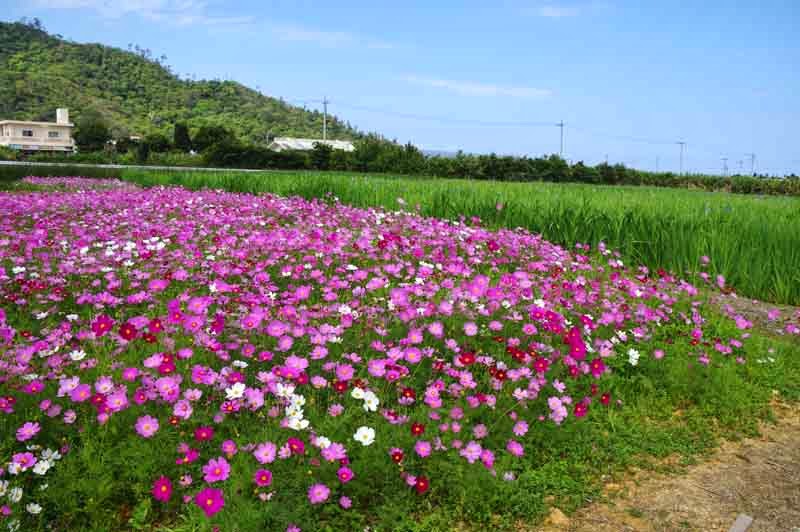 Cosmos flowers next to Iris fields