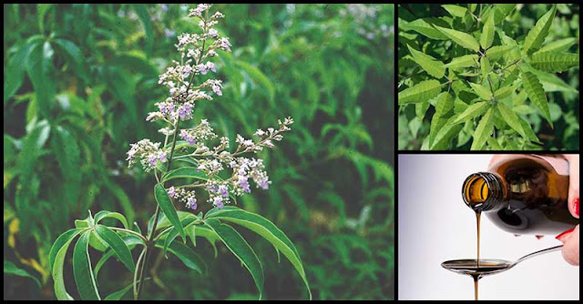 Homemade Lagundi Syrup: A Powerful Natural Remedy Against Cough - Dr