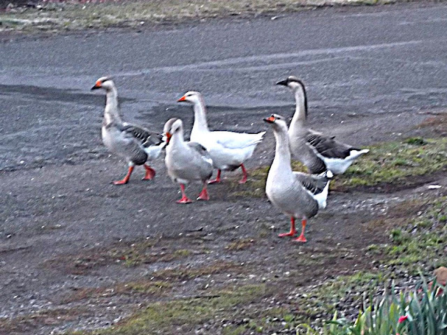 Local geese on the march