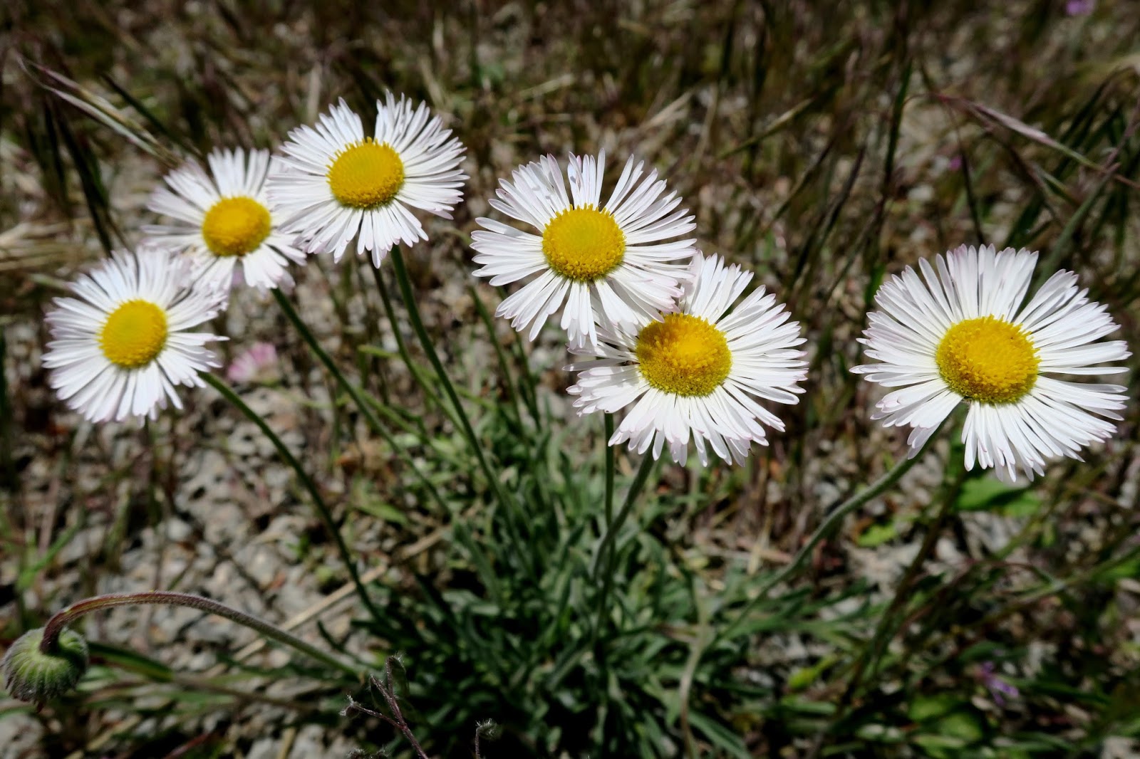 Living Rootless Colorado Longmont Golden Ponds Nature Area