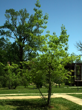 Centenary College Arboretum: Quercus texana
