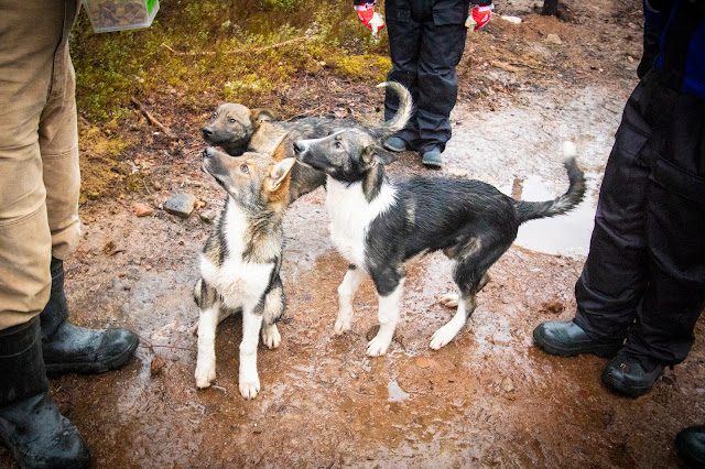 Canile Bearhill husky-Slitta trainata dai cani-Rovaniemi