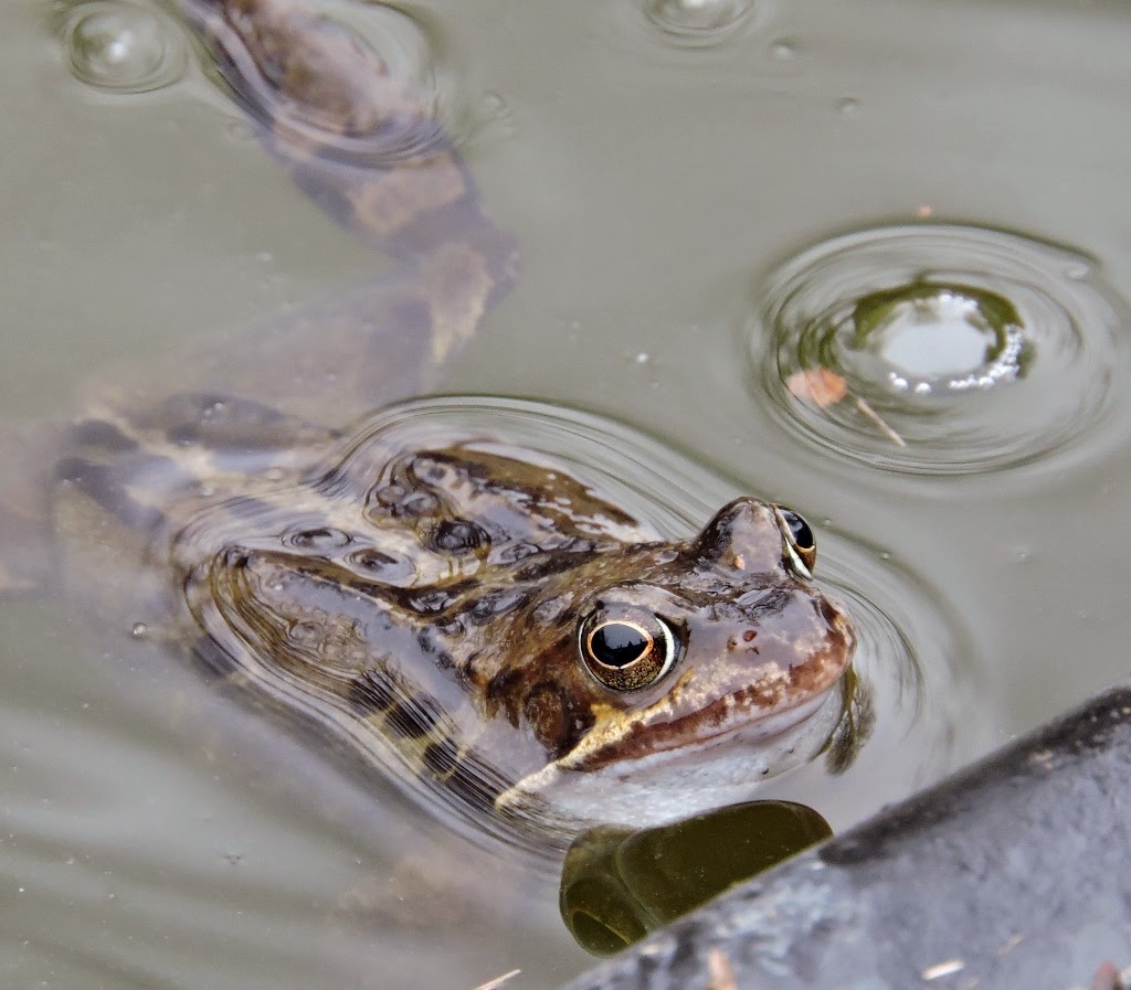 Dartmoor Ramblings FROG FRENZY AND FEBRUARY BITS AND PIECES