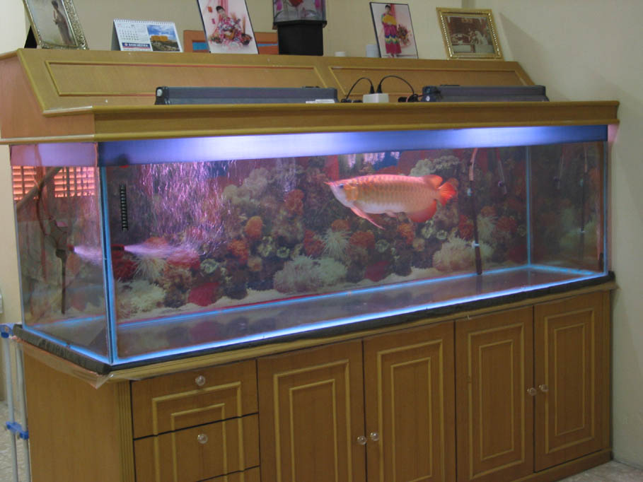 8 Dragon Arowana 0167114753 Arowana tank maintenance tips...