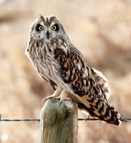 Short-eared owl - Asio flammeus