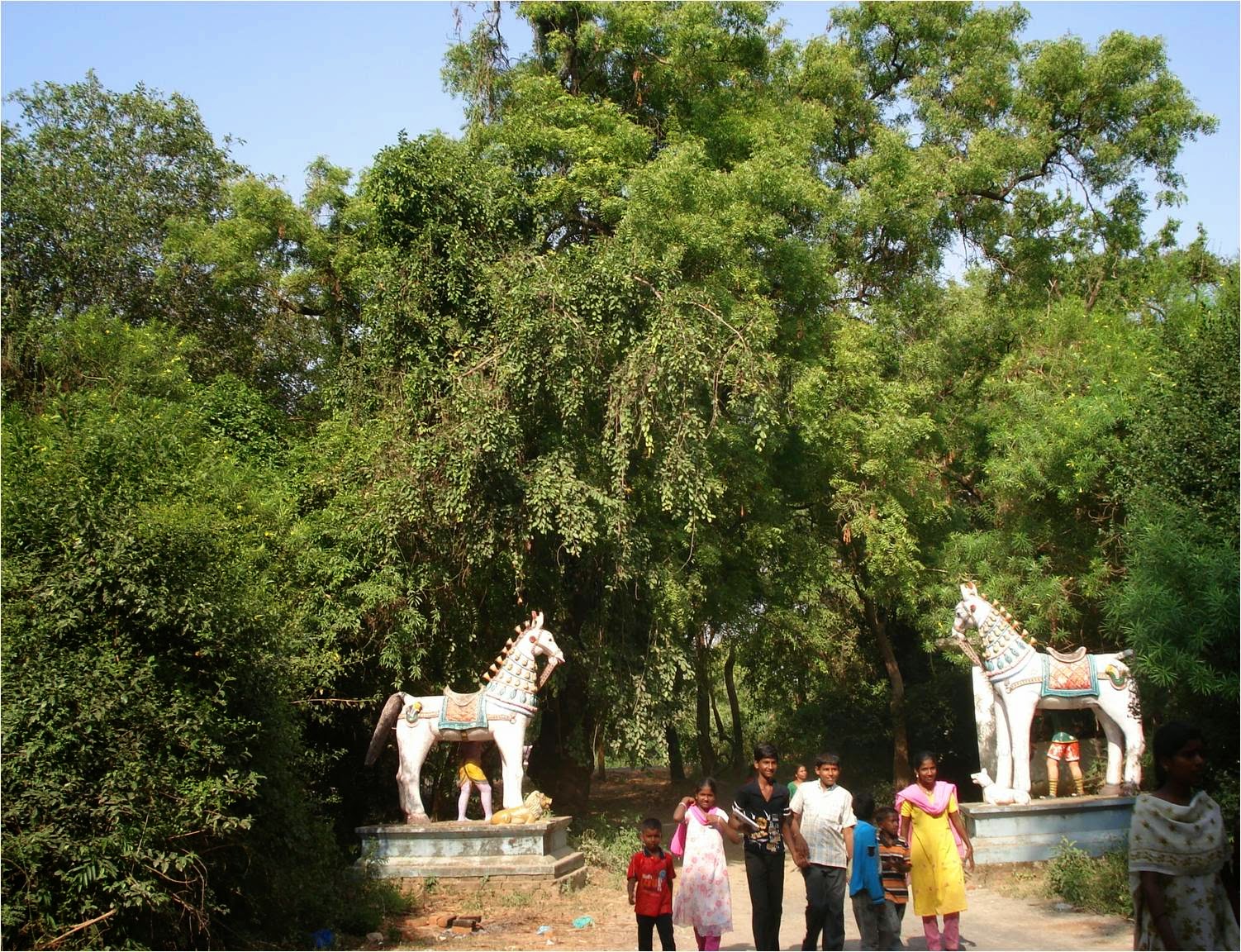 Sacred Groves SACRED GROVES OF PUDUCHERRY