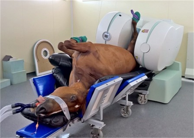 Horse Life and Love: All About MRI