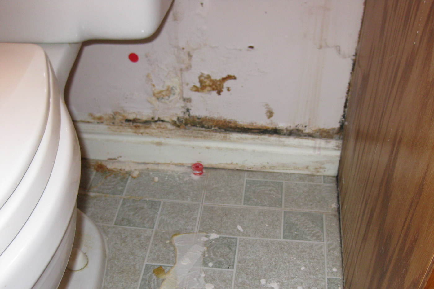 Disaster Survival Tips Mold Where and How Does It Grow?