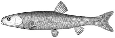peces extintos Evarra eigenmani