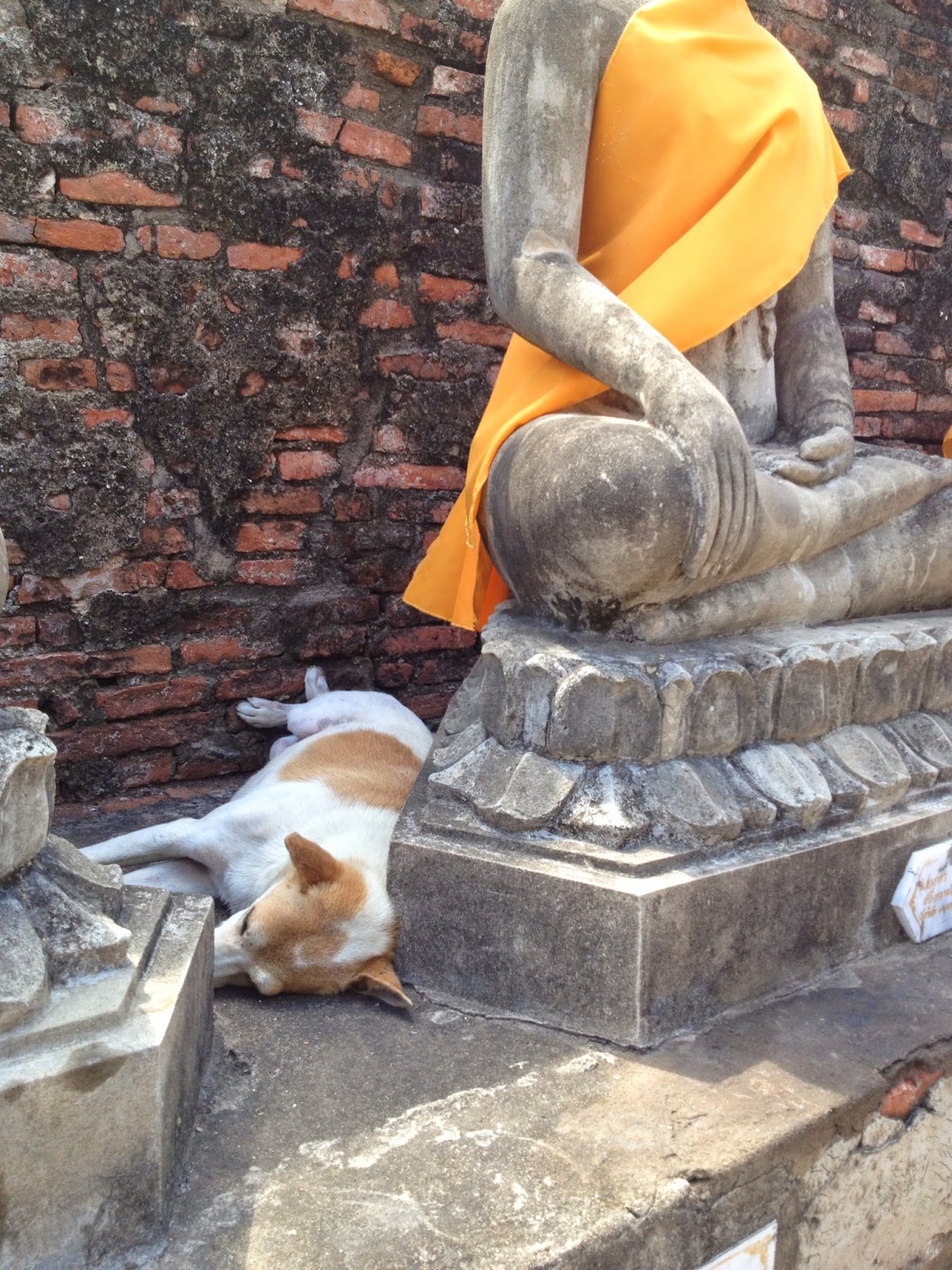 Ayutthaya - Wat Yai Chai Mongkhon - A dog takes an afternoon nap in the heat