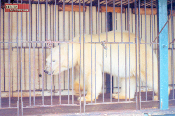 Ours polaire dans sa cage au zoo du cirque National Suisse
