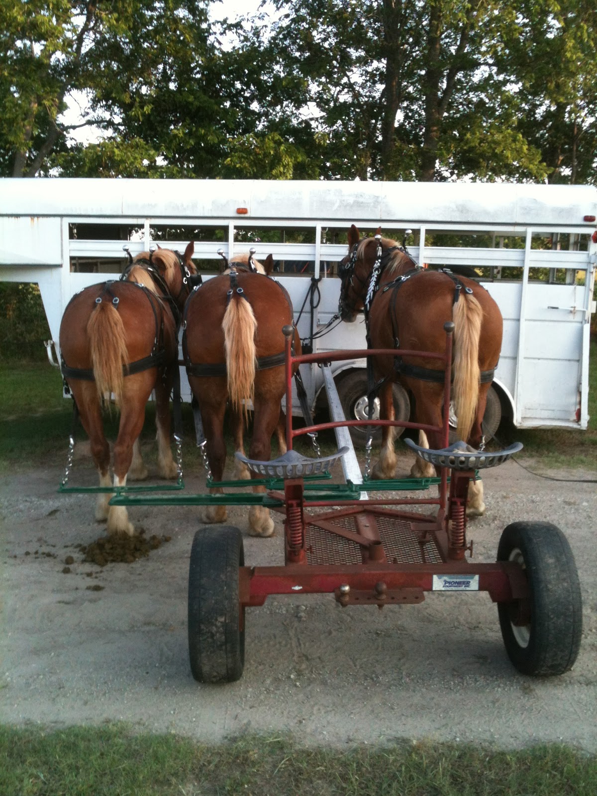 The Green Teamster 3 Abreast on a Pioneer Forecart