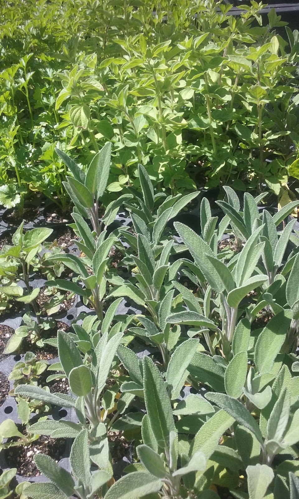 HOBART KITCHEN GARDENS