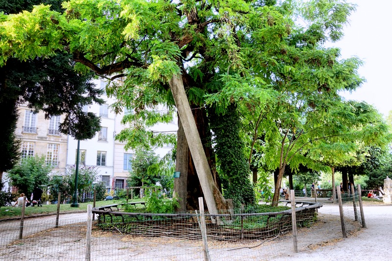 Paris Le plus vieil arbre de Paris, le robinier du square RenéViviani, sentinelle insolite Paris Le plus vieil arbre de Paris, le robinier du square RenéViviani, sentinelle insolite