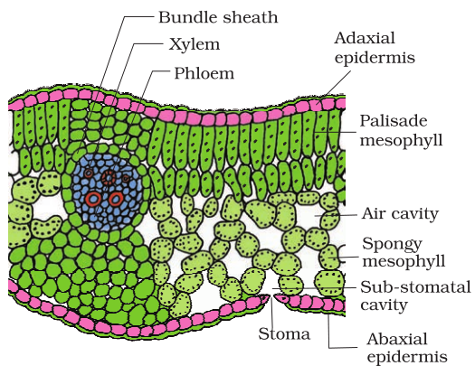 NCERT Solutions for Class 11th: Ch 6 Anatomy of Flowering ... pumpkin diagram with labels 