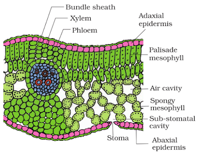 Ts structure of dicot leaf 