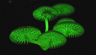 glowing mushrooms that found in Indonesia