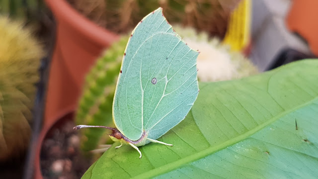 Gonepteryx cleopatra - Mariposa Cleopatra