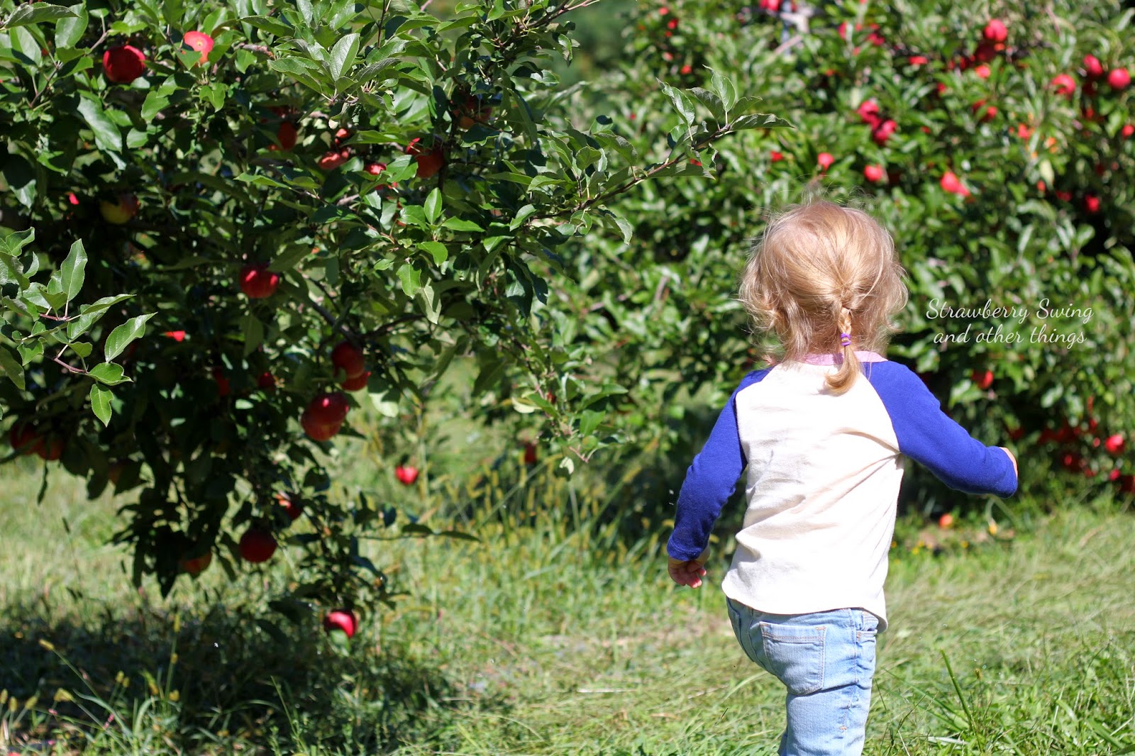 Strawberry Swing and other things: If you give a toddler an apple...