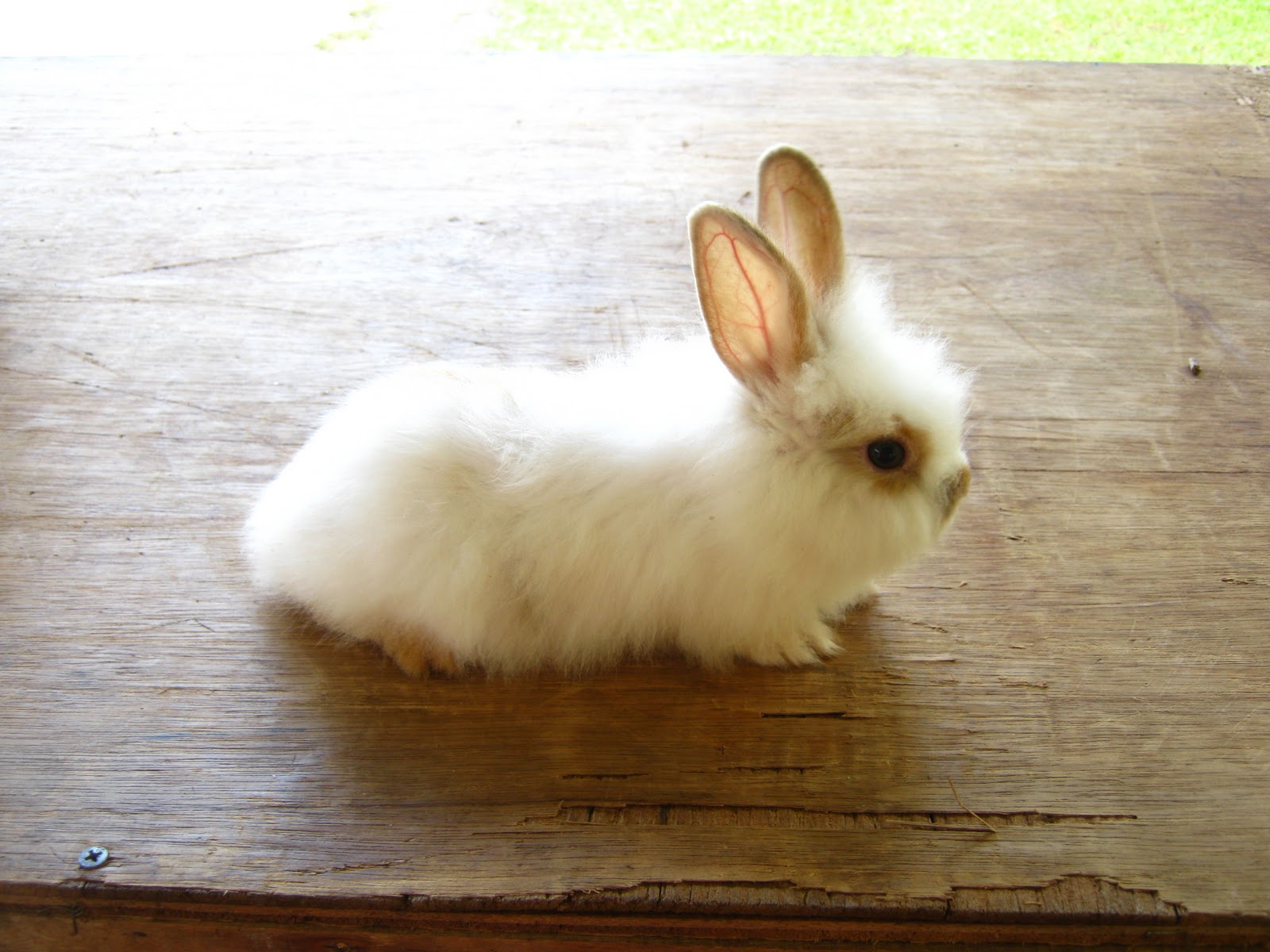 Seremban Rabbitry Baby bunnies for sale!!!!!!