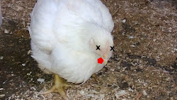 dead chicken june link missing upcycles garden