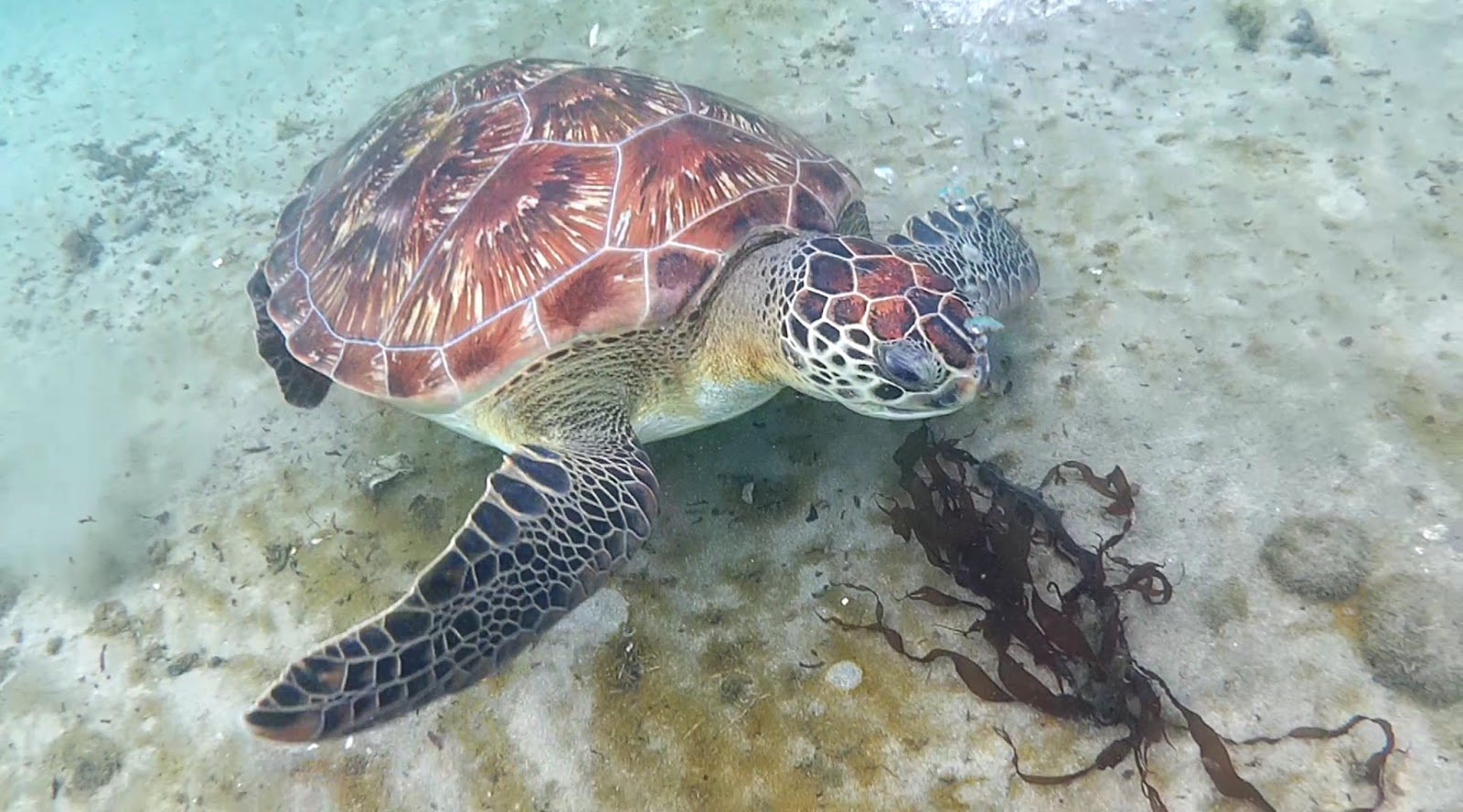 Martinique SaintPierre et les anses à tortues Les Gommettes de Melo
